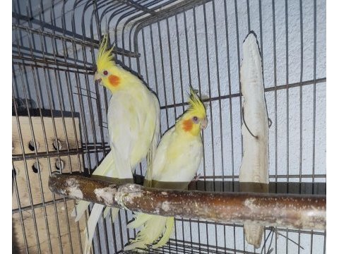 Yeme düşmüş sultan papağanı yavrular