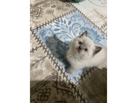 Çok acil geleni üzmem a kalite blue point erkek kedimiz