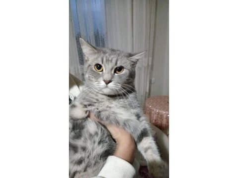 Kedimiz lia hanıma çiftleşeceği eş arıyoruz