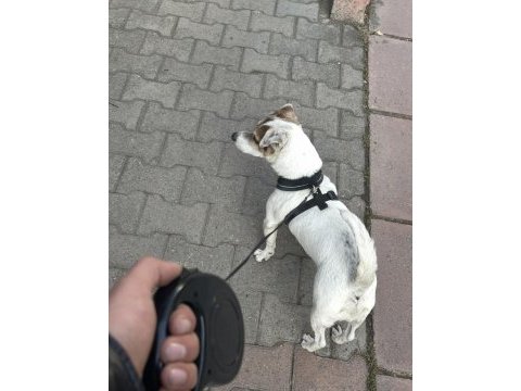 Ücretsiz sahiplendirme köpeğimiz