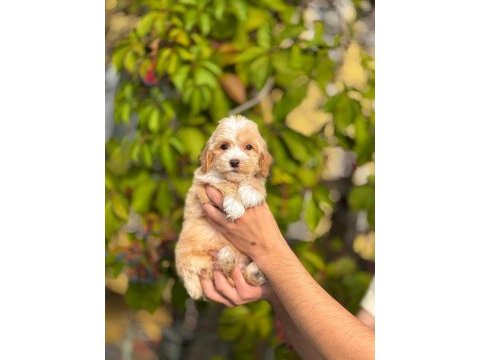 Pamuk gibi maltipoo bebekler aile ortamında büyüdü