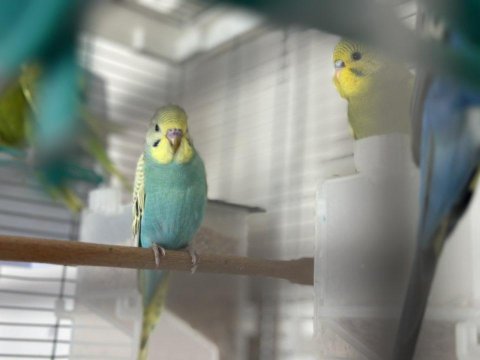 Konuşan kuşumun yavruları arayan kaçırmasın