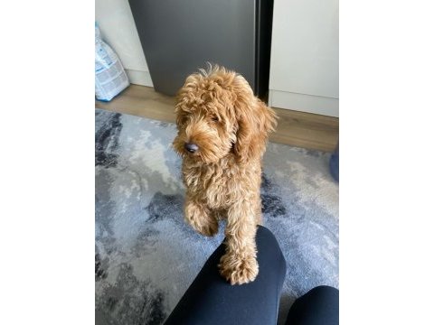Muhteşem tüy yapısı ile çipli toy poodle