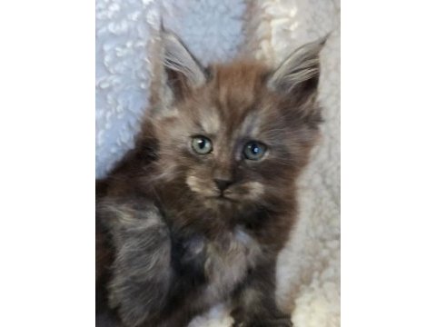 Black smoke erkek üst kaliteli maine coon