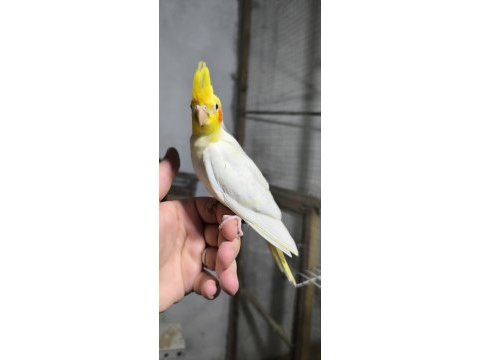 Yavru sultan papağanı ısırma yok
