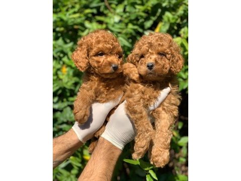 Red toy poodle yavru