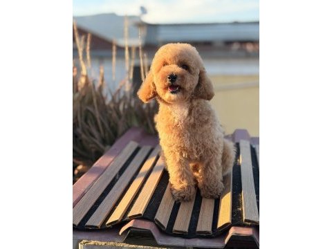 Üst kalite toy poodle