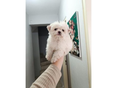 Maltipoo yavru köpekler