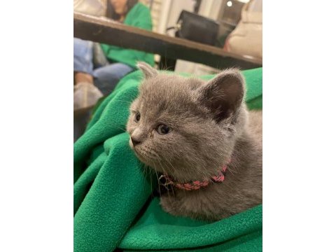 Minik yavru british shorthair
