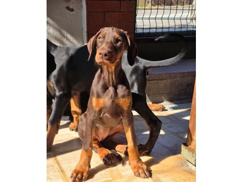 En iyisini arayana çivi gibi doberman yavrular