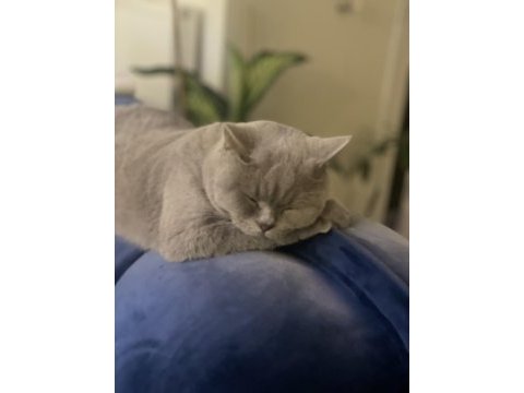 Çok acil sahiplendirme kedimiz