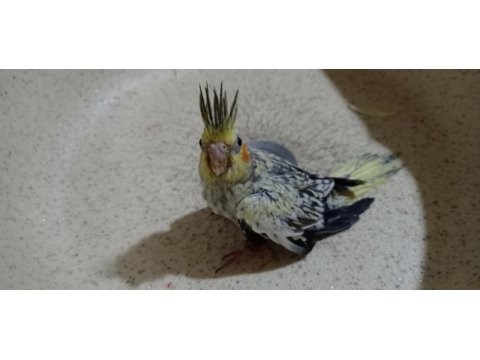 Yerli üretim sağlıklı sultan papağanları