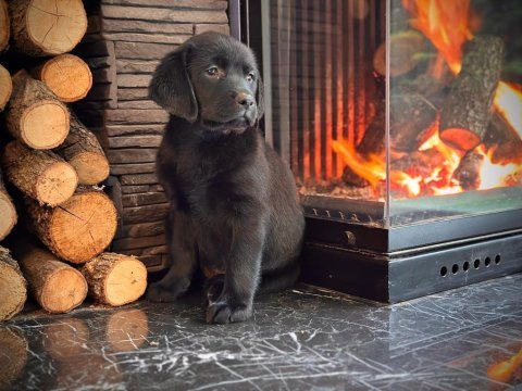 Simsiyah tüyleri iri patileriyle gerçek labrador
