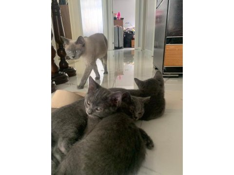 British shorthair yavru kediler