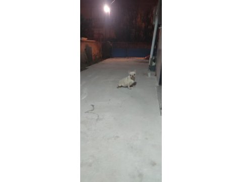 French bulldog 0 burun 0 kuyruk