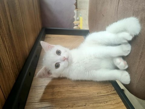 Cana yakın sakin british shorthair çocuğum