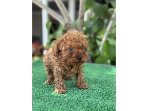 Exotıc pet clubdan ırk ve sağlık garantili poodle