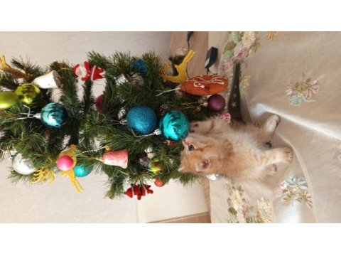 Yakışıklı british shorthair oğlumuza yuva arıyoruz