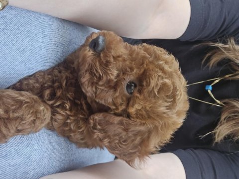 Erkek toy poodle