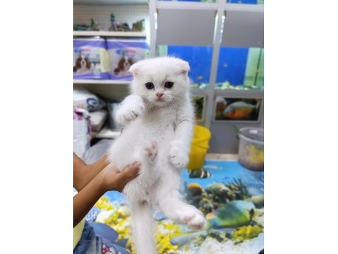 50 6 adet yavru scottish fold