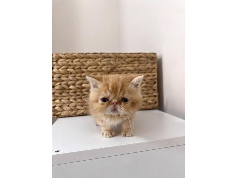 Şecereli exotic shorthair bebekler