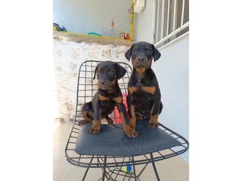 Doberman yavrularımız