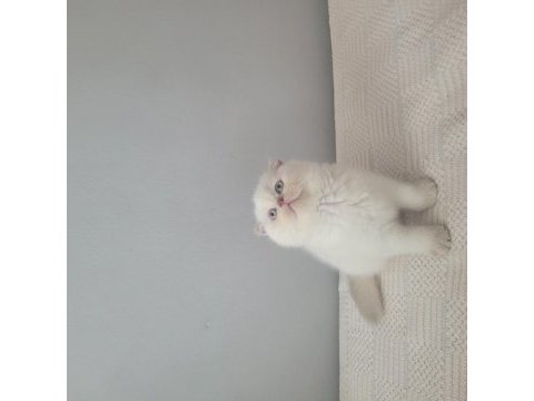Kendi kedimin scottish fold yavruları sahiplendireceğim