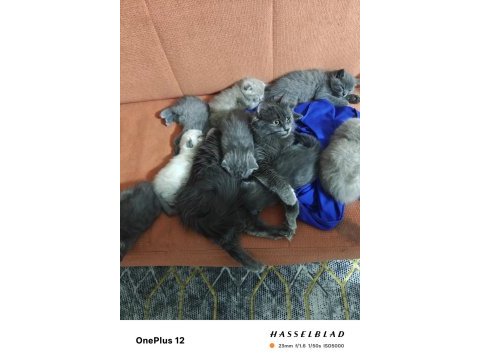30 günlük kediler süt içiyor annelerden 9 adet var sadece