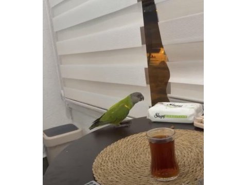 Full evcil oyuncu tam bir oyun hamuru papağanımız