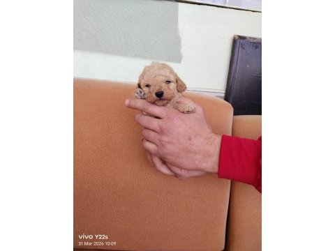 Dişi ve erkek mevcut poodle