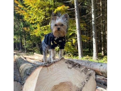 Eğitimli asla büyümeyecek en küçük köpeğimiz