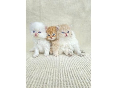 British shorthair ve longhair yavrular