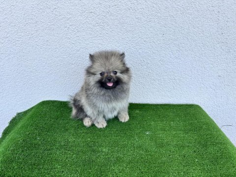 Pomeranian boo köpekleri