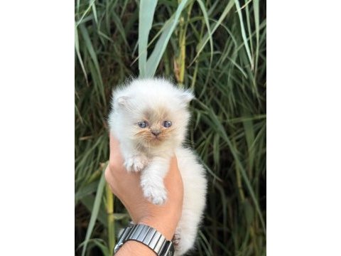 Exotic himalayan yavrularımız