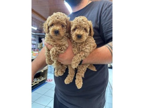 Tea cup sağlıklı poodle