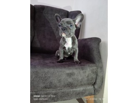 French bulldog yavru köpeklerimiz