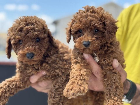 Ankaranın en güzel kore toy poodle yavruları