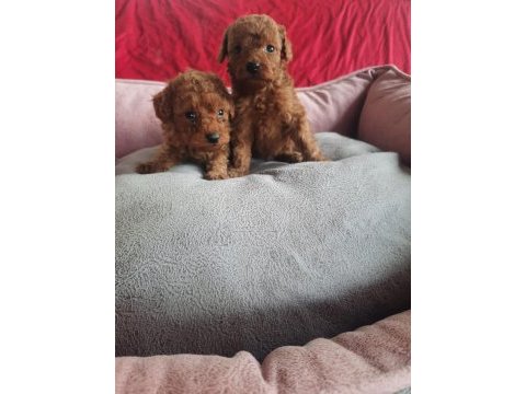 A kalite kore kan toy poodle yavrular