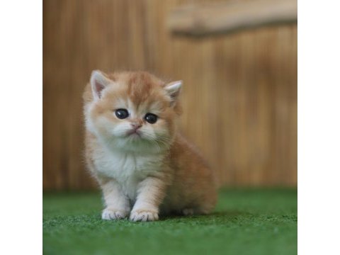 Safkan british shorthair golden ny12