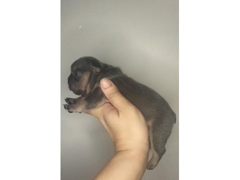 A kaliteli french bulldog yavrularım