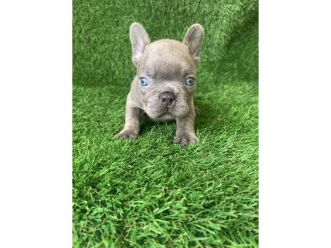 French bulldog güzellikler yeni yuvasını arıyor