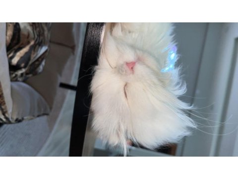 Scottish fold longhair orijinal şecereli