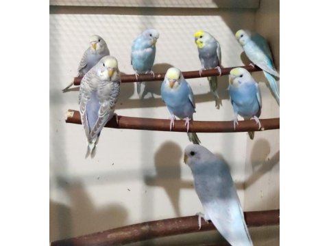 Ele alıştırmalık konuşturmalık muhabbet kuşlar mevcuttur