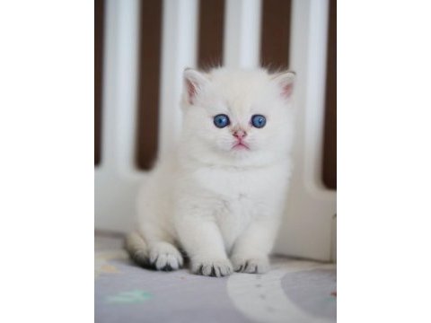 Masum bakışlı minik silver british shorthair 