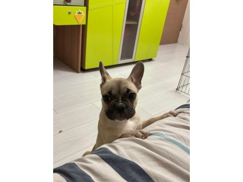 3 aylık french bulldog