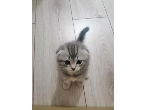 Erkek ve dişi melez yavru kedimiz