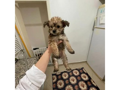 Morkie terrier yavrular