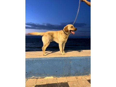 Labrador retriever ücretsiz sahiplendirilecek