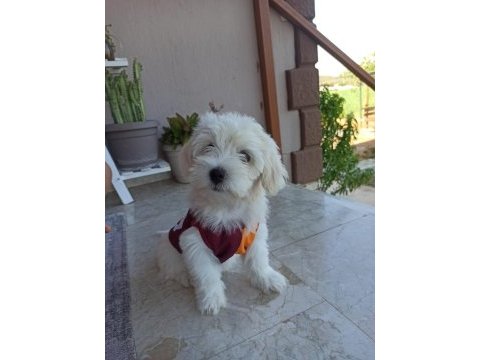 Boy kg garantili maltese yavru
