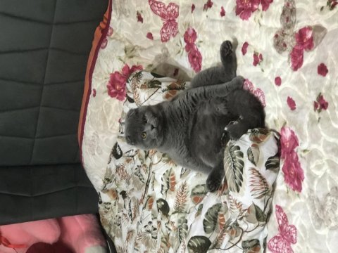 %100 saf kan scottish fold
